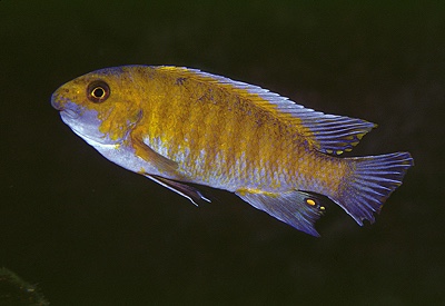 Labeotropheus trewavasae 'Tumbi Point'